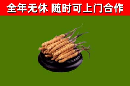 洪湖市烟酒回收冬虫夏草.jpg