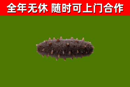 洪湖市烟酒回收干海参.jpg